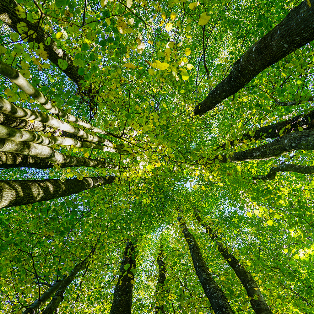 view from the bottom up on the deciduous forest canopy in summer